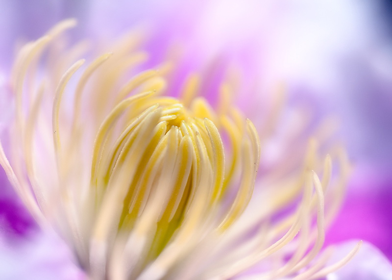 31.3.2011 Blume-D33_8027.jpg